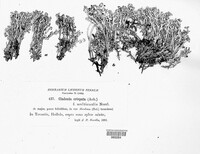 Cladonia crispata image